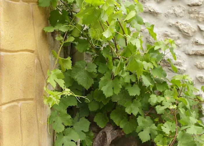 Vivienda Vieja Cepa Noja